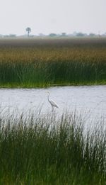 Bird in a field