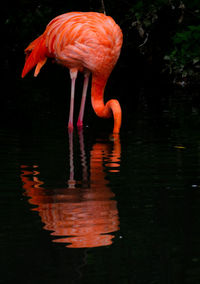 View of a bird drinking water