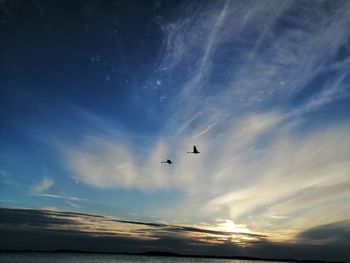 Low angle view of birds flying in sky