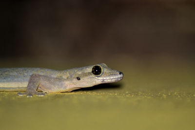 Close-up of a lizard