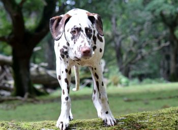 Close-up portrait of dog on grass