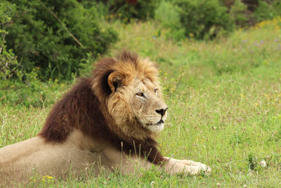 Lion relaxing in a field