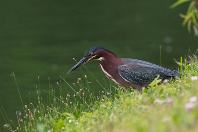 Green heron hunting for food on the grassy shore of a pond.