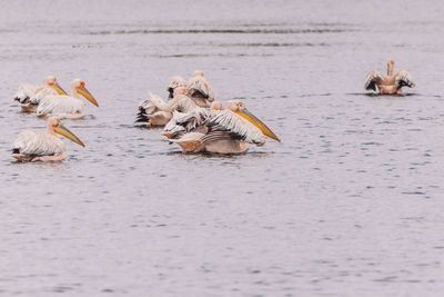 View of birds swimming in lake