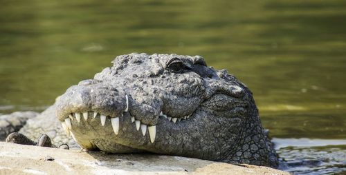 Close-up of marsh crocodile in lake