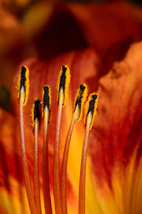 Close-up of red flowering plant