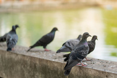 Bird perching on a railing