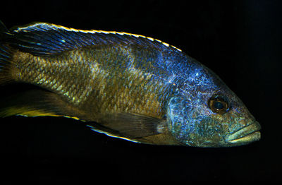 Close-up of fish in aquarium