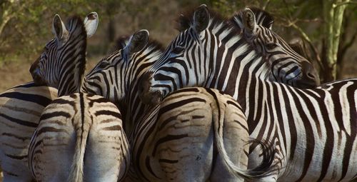 Close-up of  a group of zebra