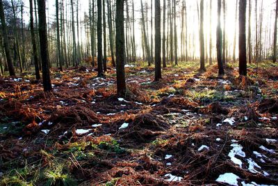 Trees growing in forest during autumn