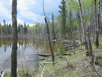 Scenic view of lake in forest against sky