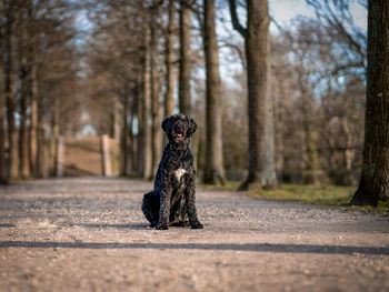 Small dog on road in forest