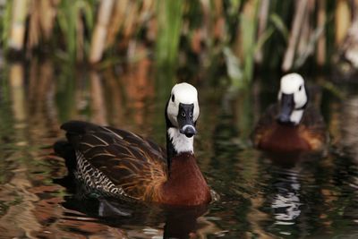 Ducks swimming in lake