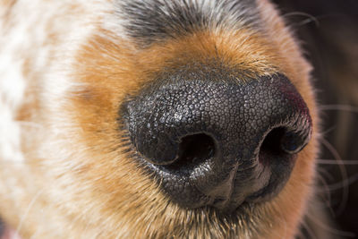 Close-up of a dog