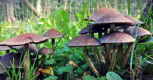 Close-up of mushroom growing on field