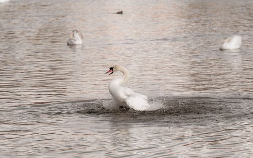 Swan swimming in lake
