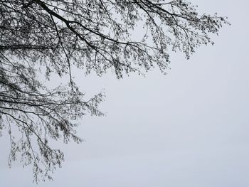 Low angle view of bird on branch against clear sky