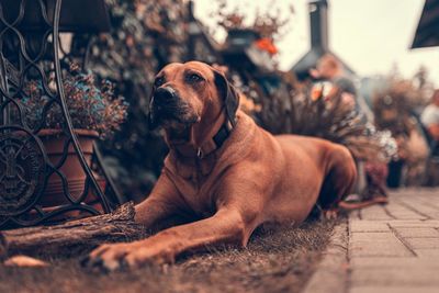 Portrait of dog resting