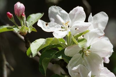 Close-up of white flowers blooming outdoors