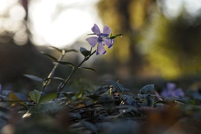 Close-up of purple flowering plant