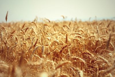 Wheat crop in field