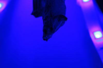 Close-up of plant against blue sky