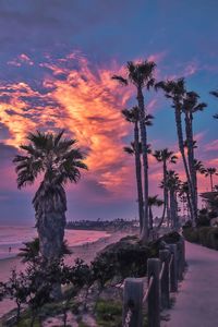 Palm trees against sky during sunset