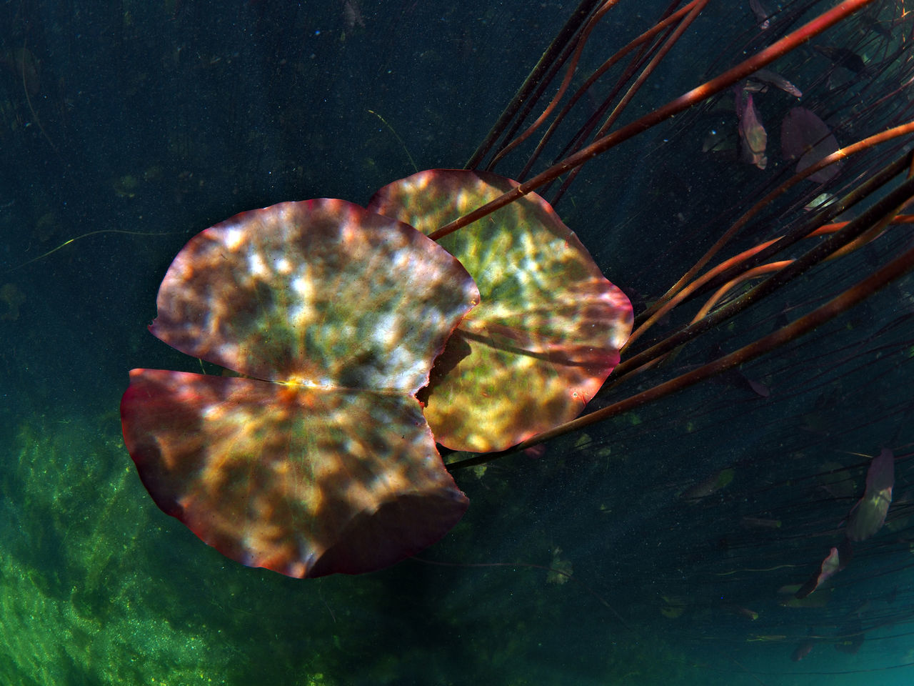 CLOSE-UP OF JELLYFISH SWIMMING UNDERWATER