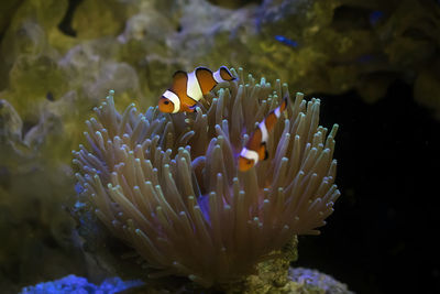 Cute clown fish in aquascape aquarium