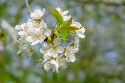 Close-up of white cherry blossoms in spring