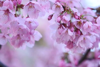 Close-up of pink flowers