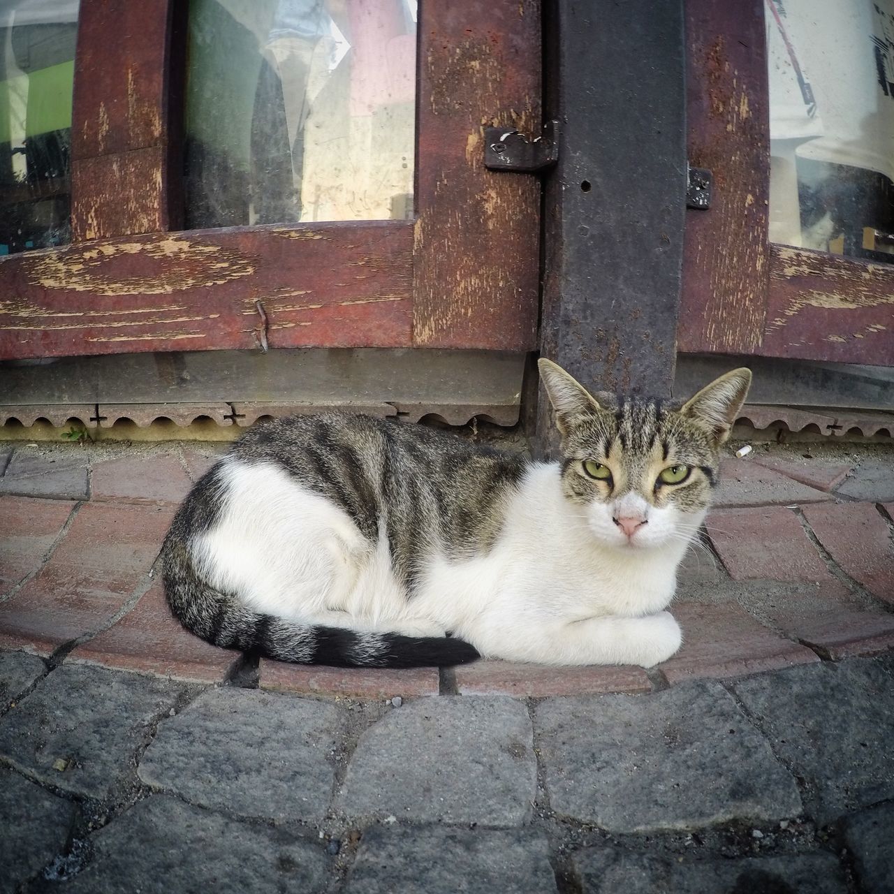 CAT SITTING BY DOOR