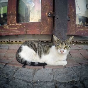 Cat sitting by window