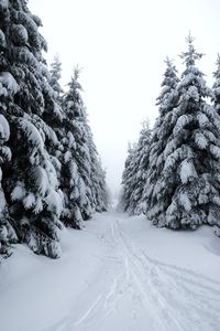 Snow covered road amidst trees against sky