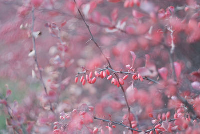 Close-up of pink berries on tree