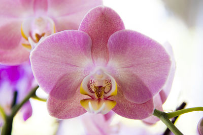 Close-up of pink orchids