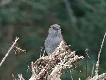 Close-up of bird perching on branch