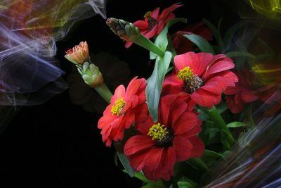 Close-up of red flowering plant