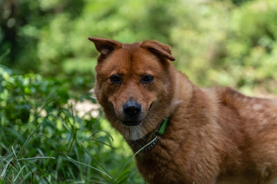 Portrait of dog on field