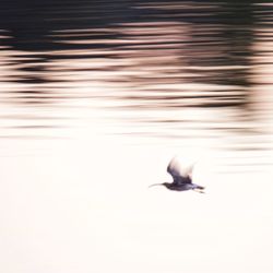 Bird flying over the water