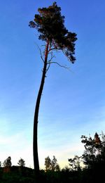 Low angle view of silhouette trees against sky