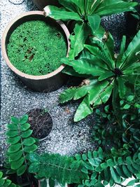 Close-up of fresh green plant