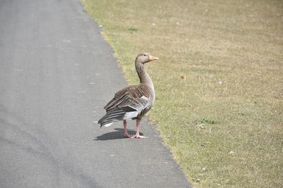 Bird on a field