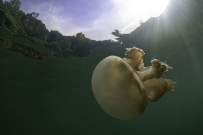 Close-up of jellyfish swimming in water against sky