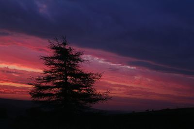 Silhouette of trees against dramatic sky