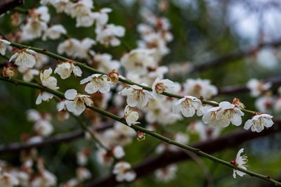 Close-up of cherry blossoms in spring