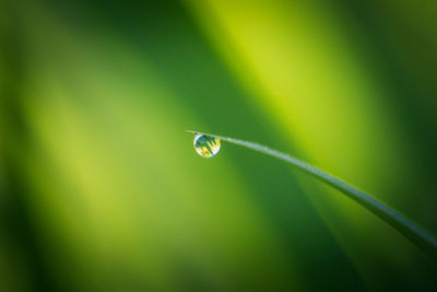 Close-up of water drops on leaf