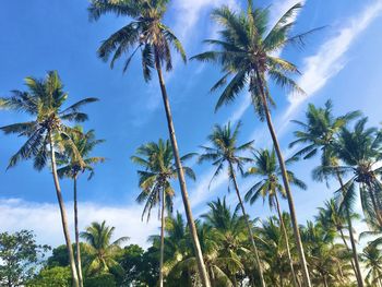 Low angle view of palm trees against sky