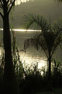 Palm trees by lake against sky