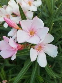 Close-up of fresh white flowers blooming outdoors